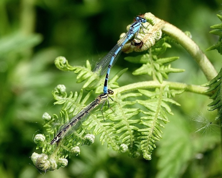 common blue damselflies
